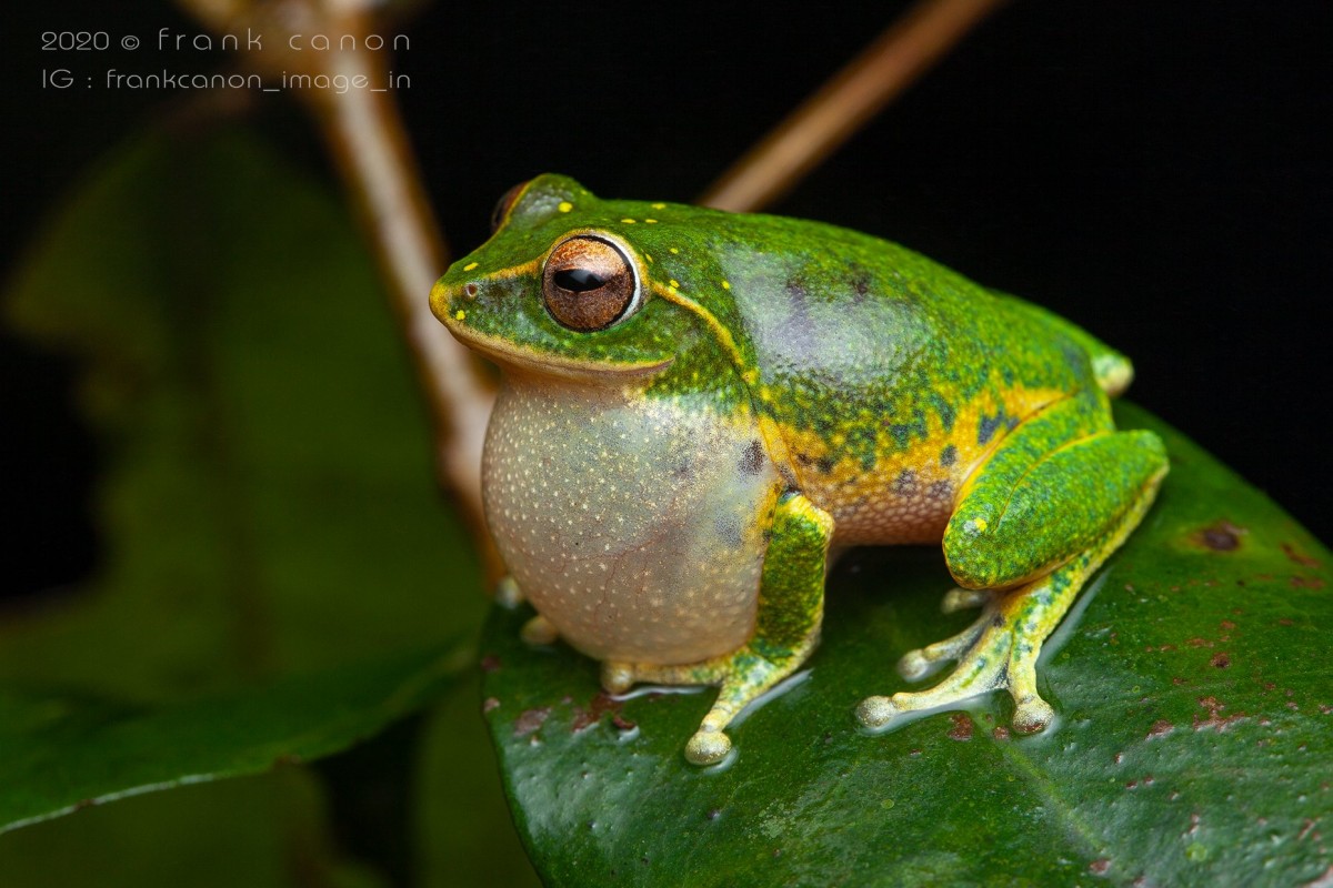 Pseudophilautus stuarti Manamendra-Arachchi & Pethiyagoda, 2005